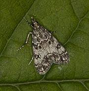 Attēlu rezultāti vaicājumam “Eudonia lacustrata”