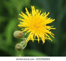 Attēlu rezultāti vaicājumam “Leontodon autumnalis  flower”