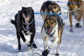 Image result for Team Ice Fire British Sled Dog Racing Team