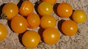 Afbeeldingsresultaat voor broad ripple yellow currant tomato