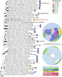 Attēlu rezultāti vaicājumam “Orbilia sp.”