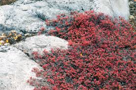 Attēlu rezultāti vaicājumam “Vaccinium uliginosum flower”