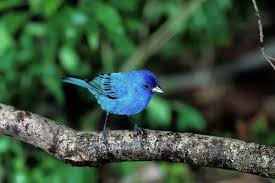 Image result for Passerina cyanea