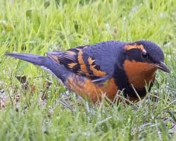 Image result for Ixoreus naevius