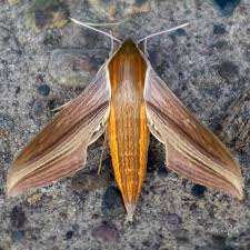 Attēlu rezultāti vaicājumam “Polypogon tentacularius”