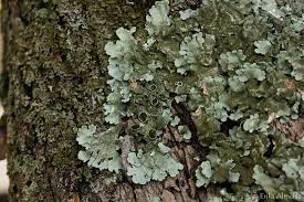 Attēlu rezultāti vaicājumam “Parmelina tiliacea”