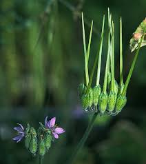 Attēlu rezultāti vaicājumam “Erodium cicutarium fruit”