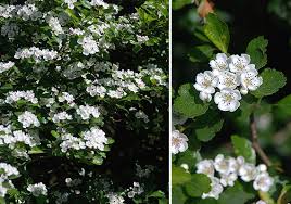Attēlu rezultāti vaicājumam “Crataegus laevigata flower”