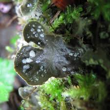 Attēlu rezultāti vaicājumam “Peltigera extenuata”