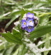 Attēlu rezultāti vaicājumam “Myosotis micrantha”