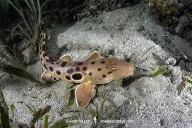 Attēlu rezultāti vaicājumam “Hamatocaulis lapponicus”