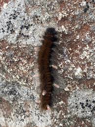 Attēlu rezultāti vaicājumam “Macrothylacia rubi”