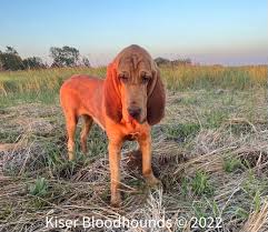 Image result for Carlisle BloodHounds