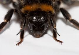 Attēlu rezultāti vaicājumam “Bombus terrestris”