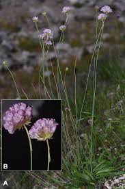 Attēlu rezultāti vaicājumam “Armeria vulgaris”