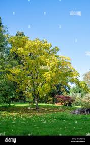 Attēlu rezultāti vaicājumam “Juglans ailanthifolia”