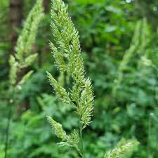 Attēlu rezultāti vaicājumam “Phalaroides arundinacea”