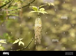 Attēlu rezultāti vaicājumam “Acer negundo female flower”