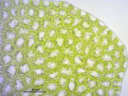 Attēlu rezultāti vaicājumam “Lejeunea cavifolia”