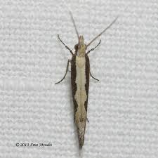 Attēlu rezultāti vaicājumam “Plutella xylostella”