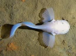 Image result for Hyporthodus quernus