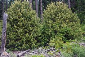 Attēlu rezultāti vaicājumam “Ophiotheca chrysosperma sessile”