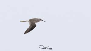 Image result for Calidris himantopus