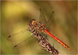 Attēlu rezultāti vaicājumam “Sympetrum vulgatum male”