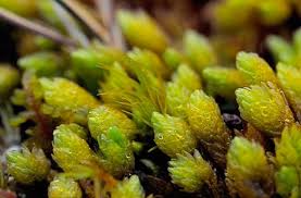 Attēlu rezultāti vaicājumam “Campylium stellatum sporophyte”