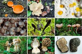 Attēlu rezultāti vaicājumam “Ascomycota”