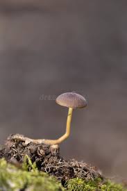 Attēlu rezultāti vaicājumam “Strobilurus esculentus”