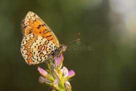 Attēlu rezultāti vaicājumam “Melitaea phoebe”