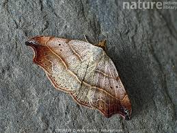 Attēlu rezultāti vaicājumam “Laspeyria flexula”