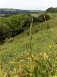 Attēlu rezultāti vaicājumam “Brachypodium pinnatum”