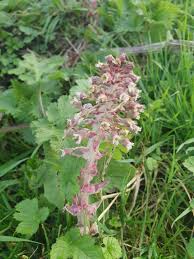 Attēlu rezultāti vaicājumam “Petasites hybridus leaf”