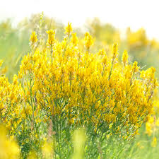 Attēlu rezultāti vaicājumam “Melilotus officinalis flower”