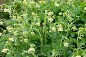 Attēlu rezultāti vaicājumam “Geum x intermedium”