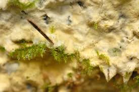 Attēlu rezultāti vaicājumam “Sebacina incrustans”