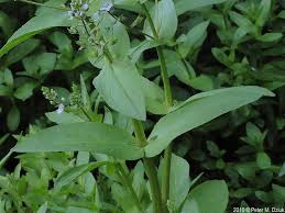 Attēlu rezultāti vaicājumam “Veronica anagallis-aquatica leaf”