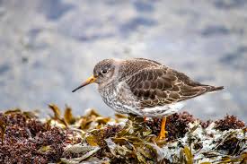 Attēlu rezultāti vaicājumam “Calidris maritima adult”