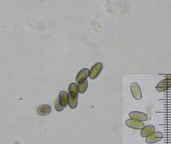 Attēlu rezultāti vaicājumam “Anthostoma decipiens”