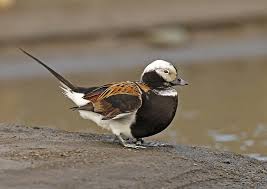 Attēlu rezultāti vaicājumam “Clangula hyemalis male”