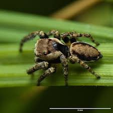 Attēlu rezultāti vaicājumam “Evarcha falcata male”