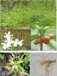 Attēlu rezultāti vaicājumam “Polygonatum verticillatum”