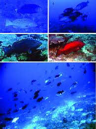 Image result for Mycteroperca venenosa