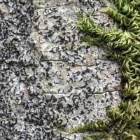 Attēlu rezultāti vaicājumam “Alyxoria varia”