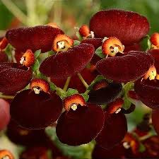 Image result for Calceolaria