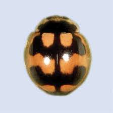 Attēlu rezultāti vaicājumam “Propylea quatuordecimpunctata”