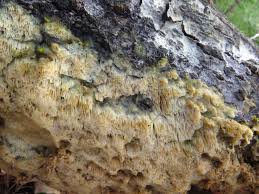 Attēlu rezultāti vaicājumam “Oxyporus corticola”