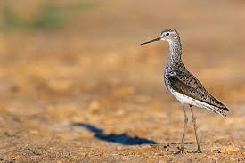 Attēlu rezultāti vaicājumam “Tringa stagnatilis”